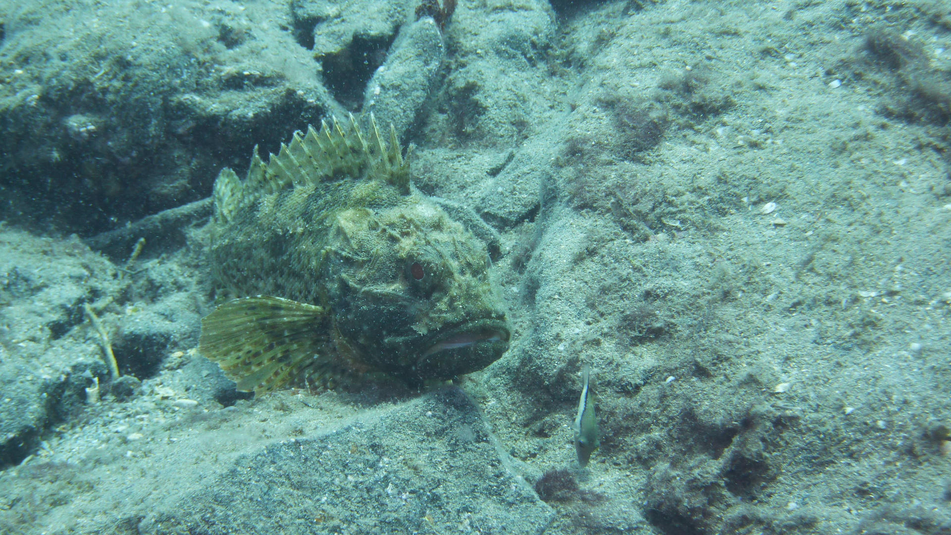 Drachenkopf im Atlantic