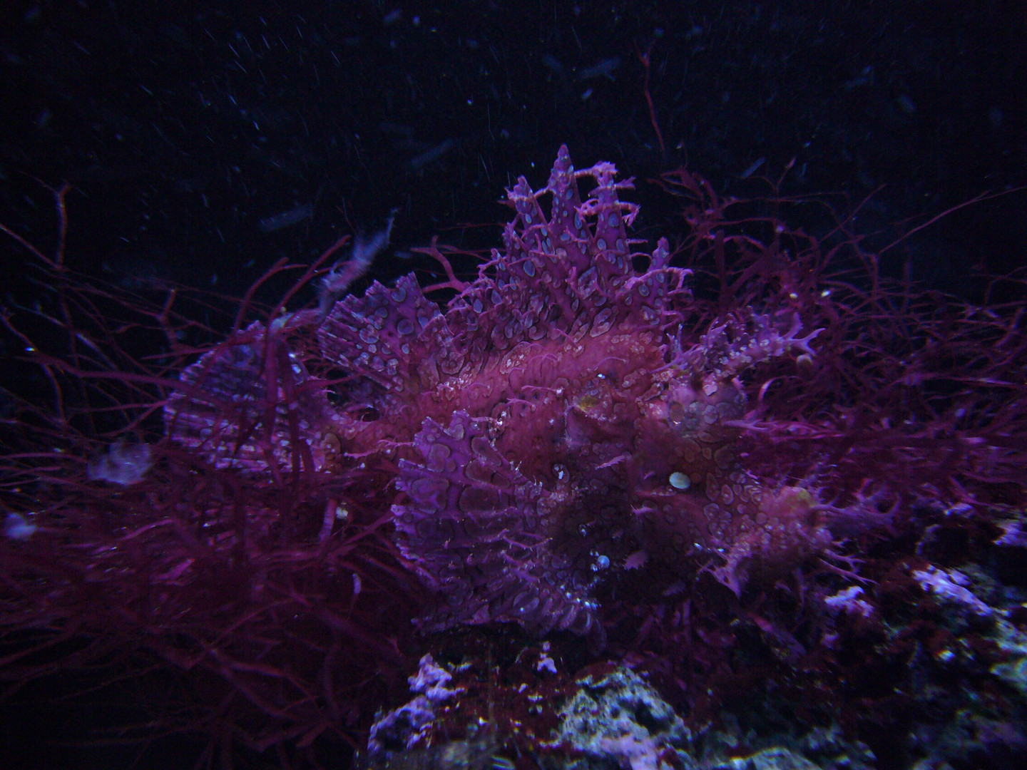 Drachenkopf im Berliner Aquarium