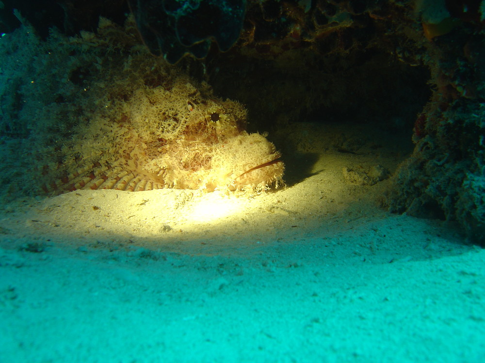 Drachenkopf im Bühnenlicht