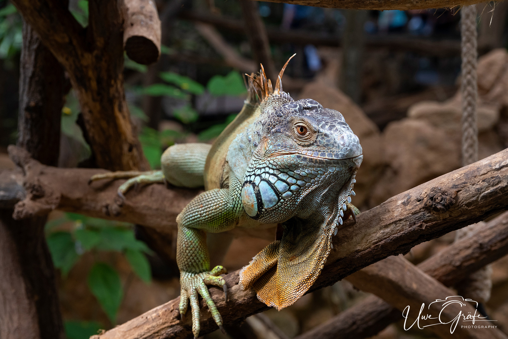 Drachenkopf Leguan / ZooKrefeld