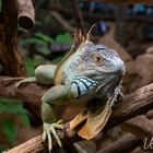 Drachenkopf Leguan / ZooKrefeld