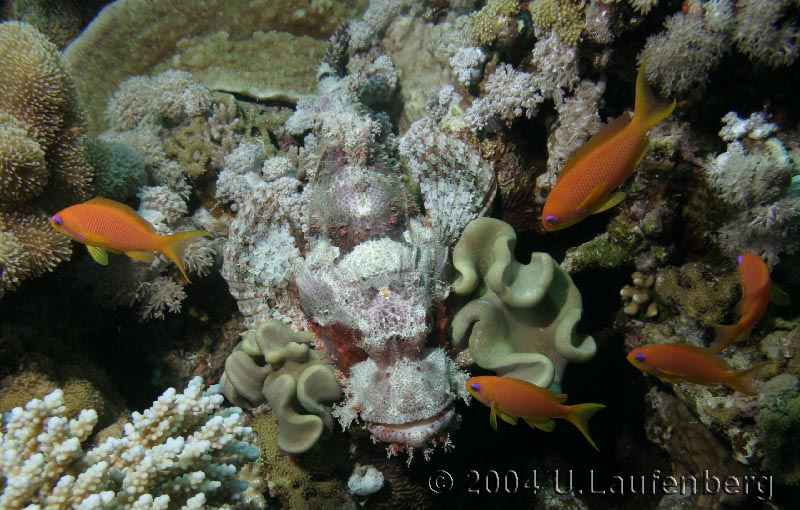 Drachenkopf, Red Sea 10/2004, Jackfish Alley, Ras Mo, Egypt