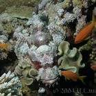 Drachenkopf, Red Sea 10/2004, Jackfish Alley, Ras Mo, Egypt