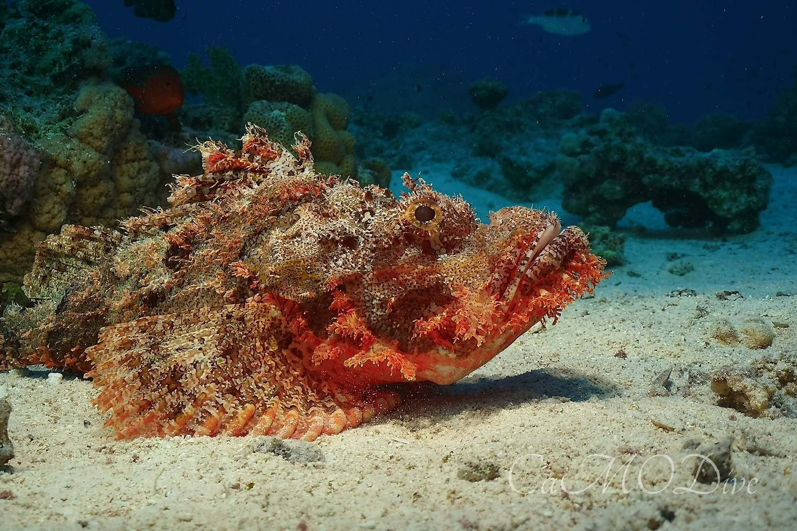 Drachenkopf / Skorpionfisch