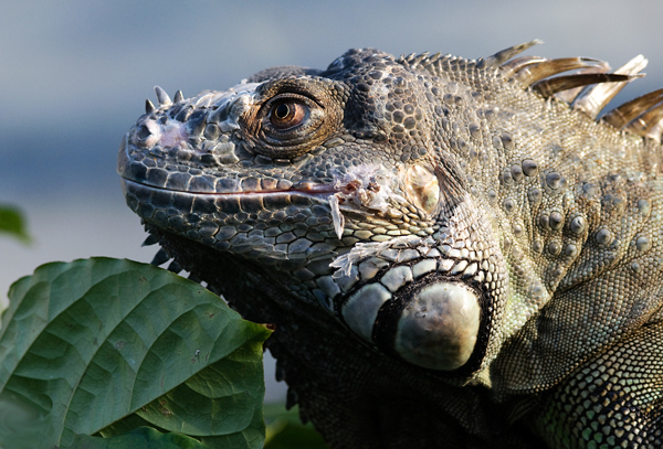 Drachenportrait