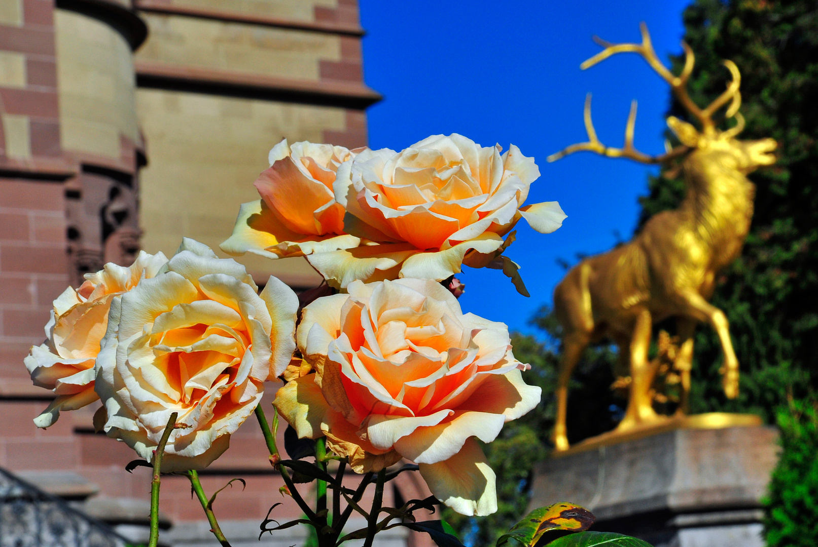 Drachenrose auf der Drachenburg am Drachenfels