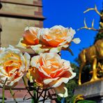 Drachenrose auf der Drachenburg am Drachenfels