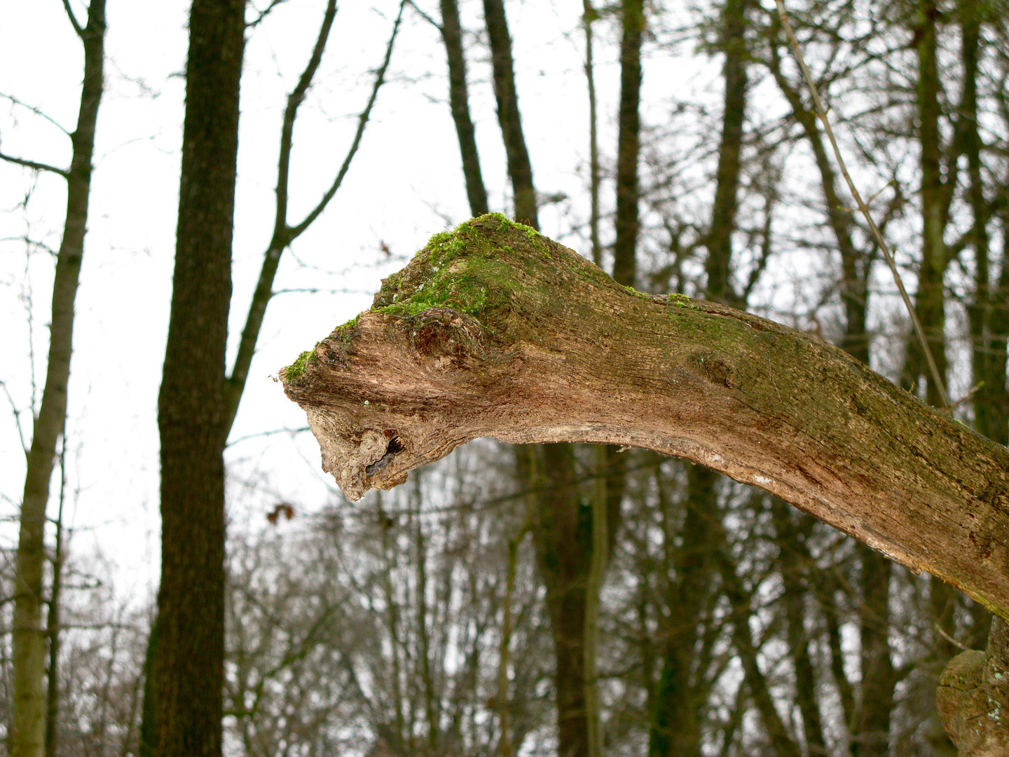 Drachenschädel im Emmeringer Hölzl