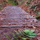 Drachenschlucht bei Eisenach