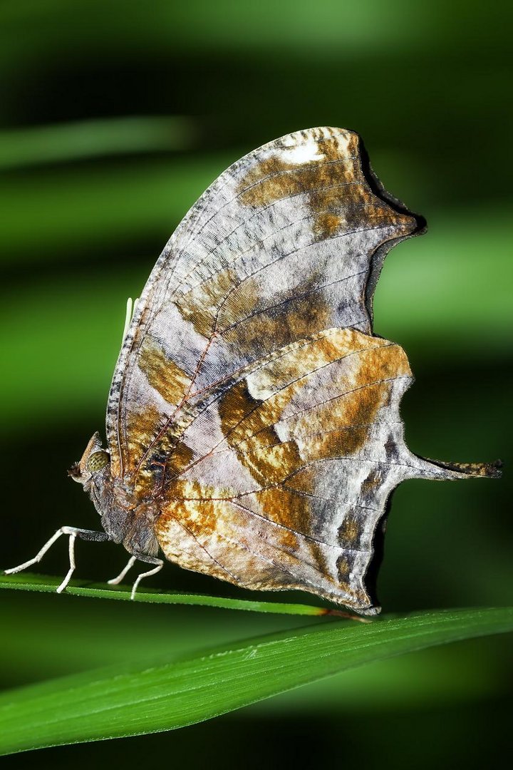 'Drachenschmetterling'