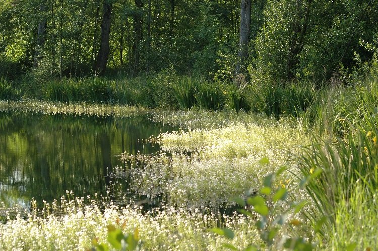 Drachensee