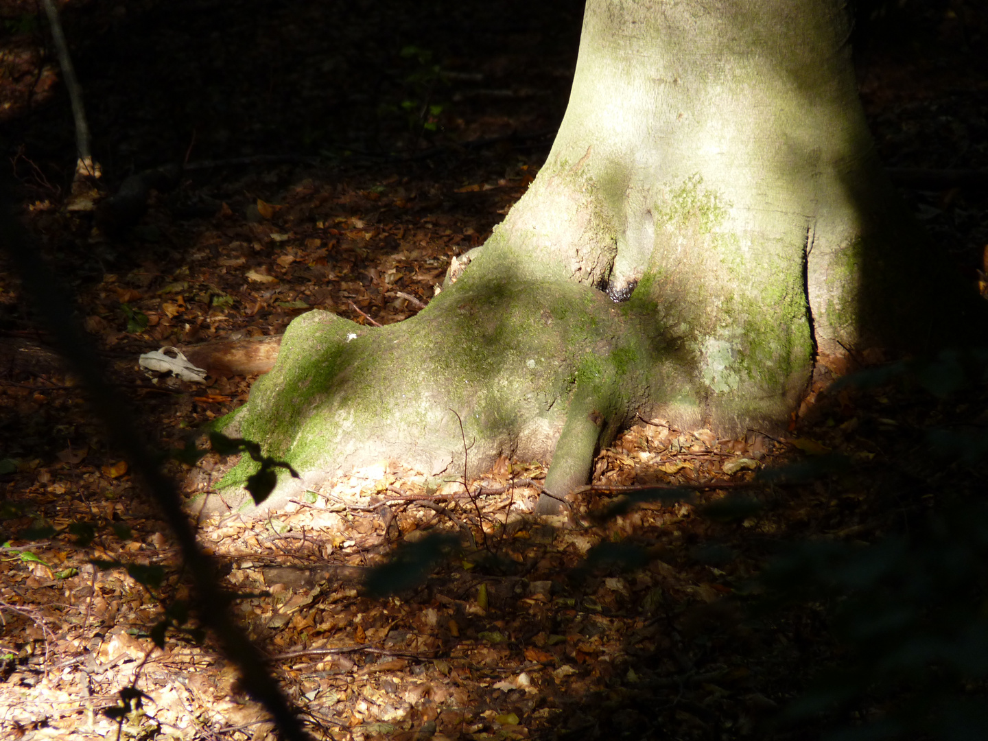 Drachenwald... ein mystischer Ort....