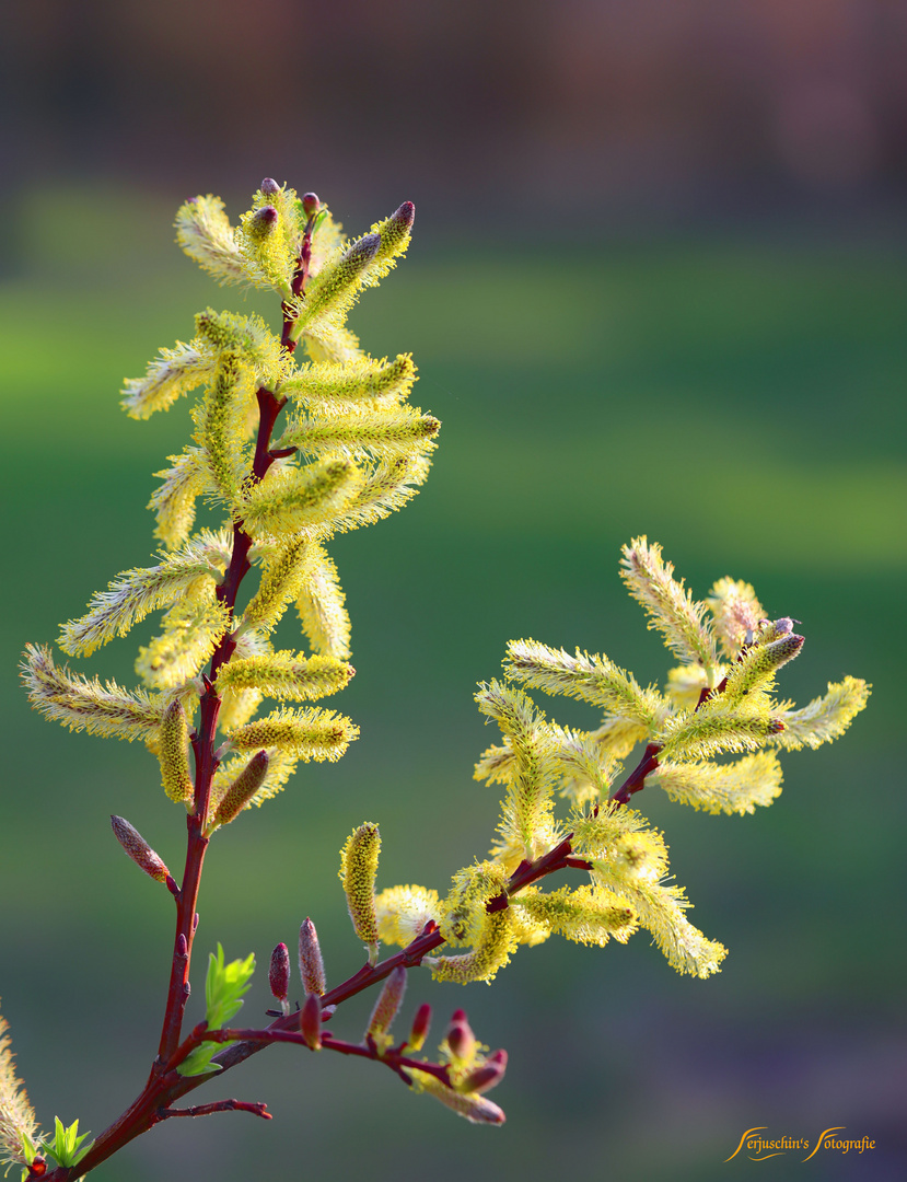 Drachenweide in der Blüte