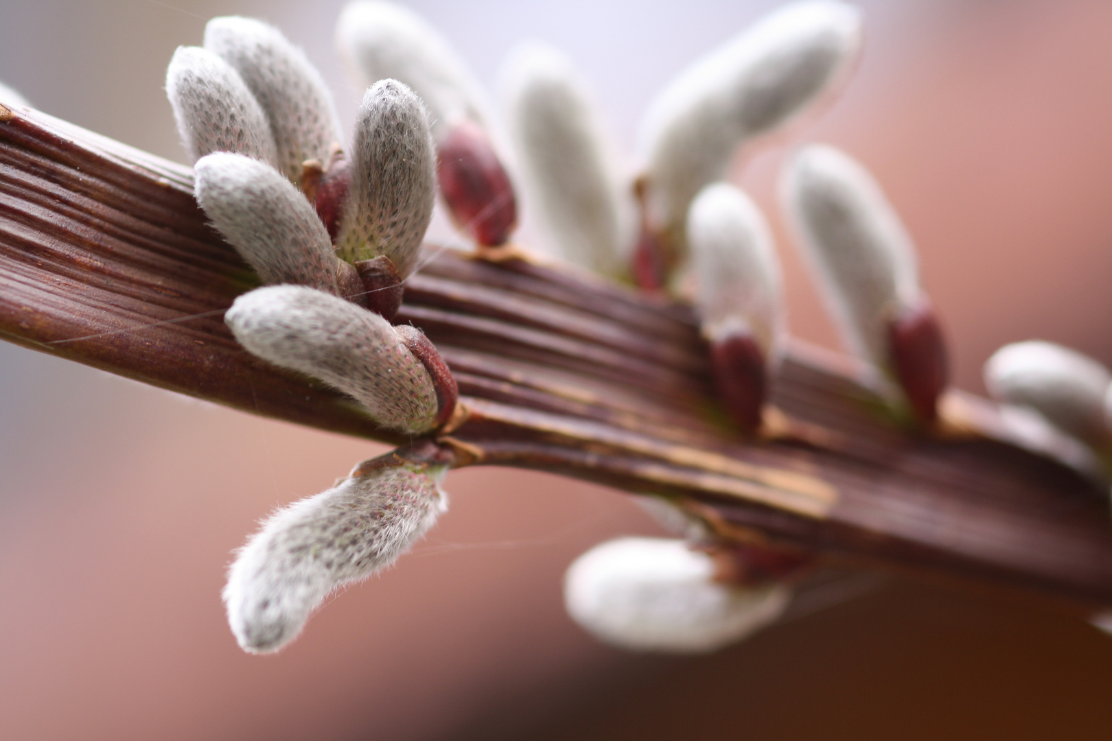 Drachenweide - Salix sachalinensis Sekka