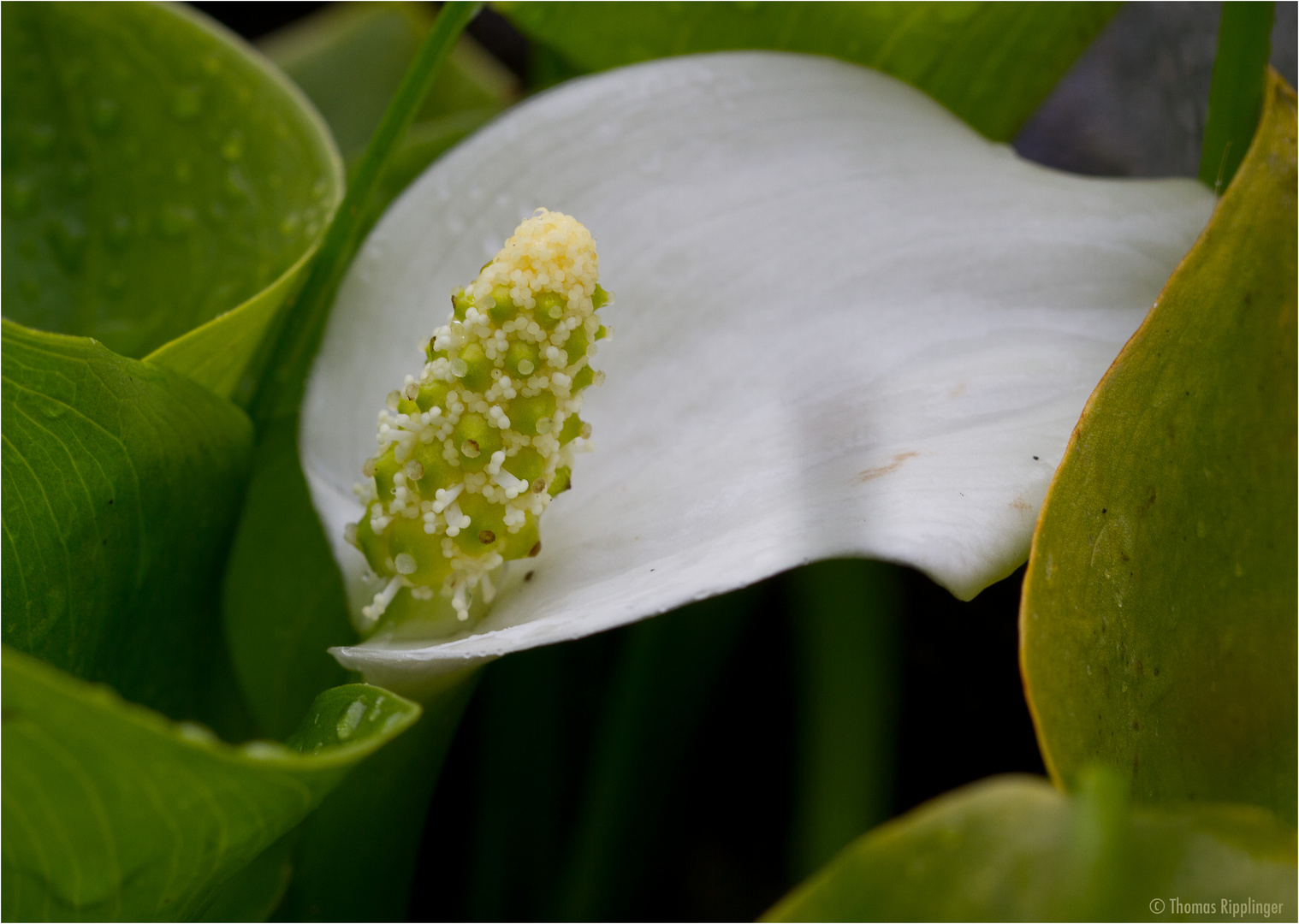 Drachenwurz (Calla palustris).