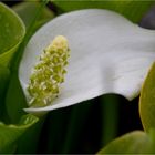 Drachenwurz (Calla palustris).