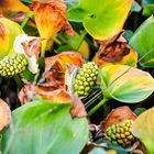 Drachenwurz (Calla palustris)