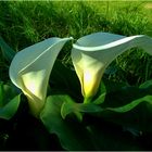 Drachenwurz ( Calla palustris )