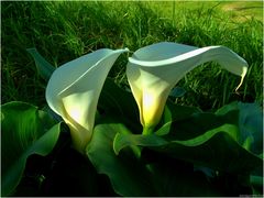 Drachenwurz ( Calla palustris )