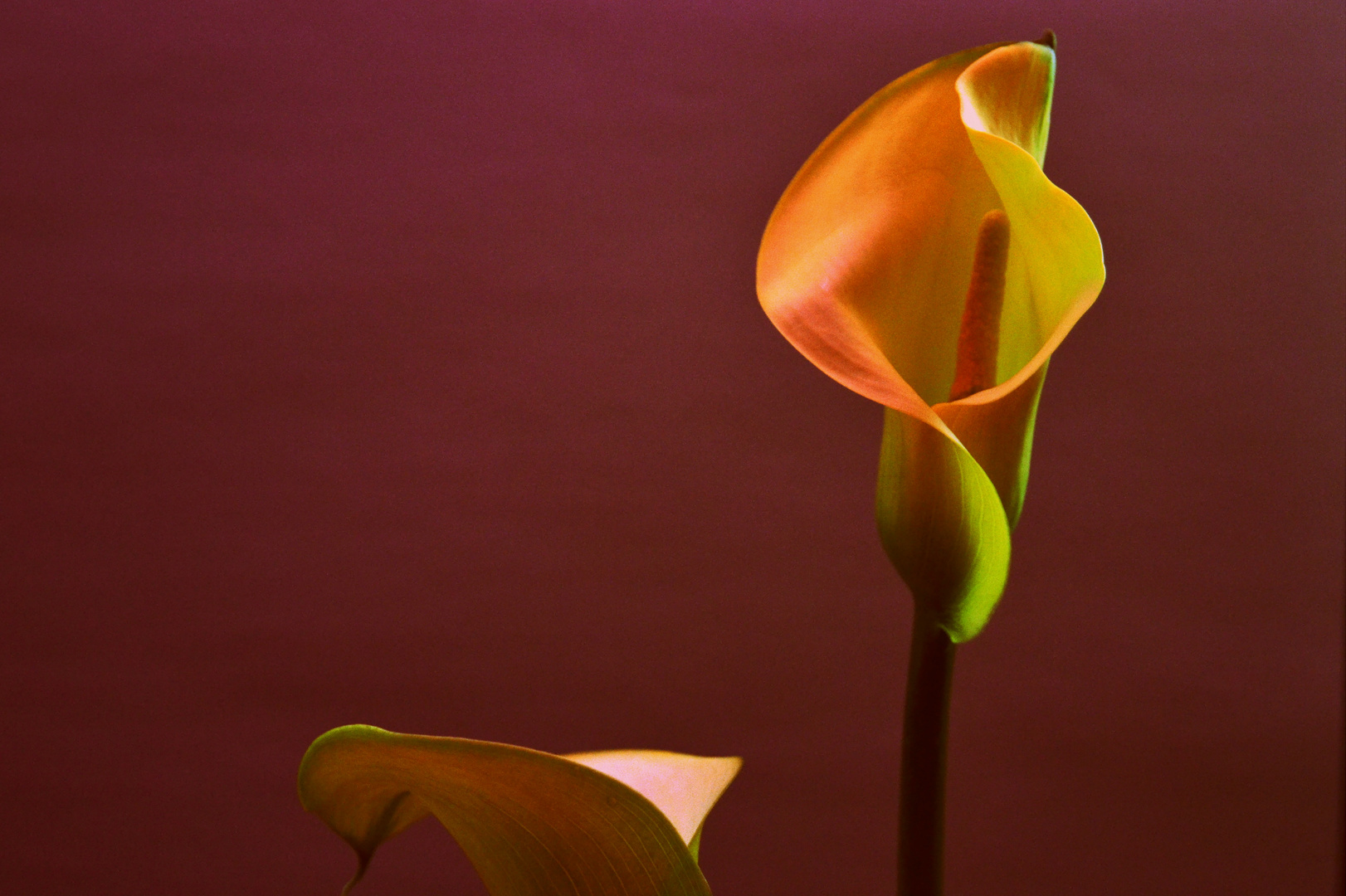 Drachenwurz/ Calla palustris