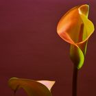 Drachenwurz/ Calla palustris