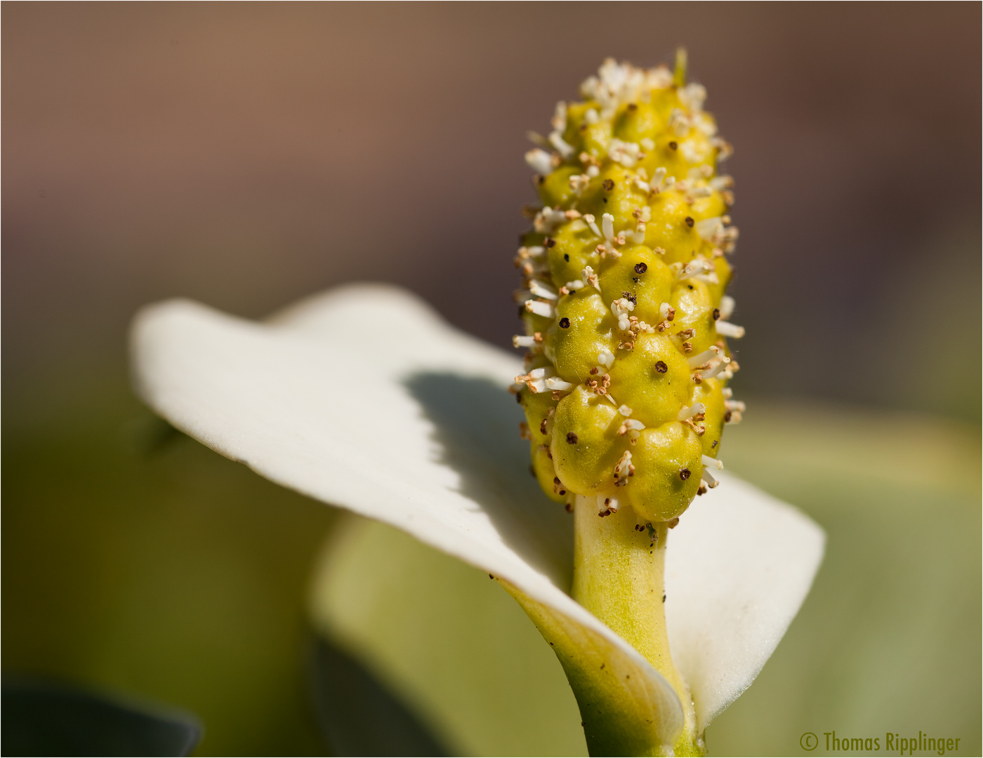 Drachenwurz (Calla palustris) im Detail Foto & Bild pflanzen, pilze