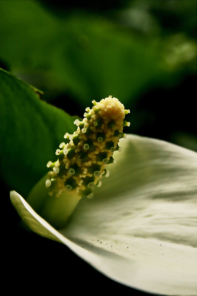 Drachenwurz (Calla palustris L.)