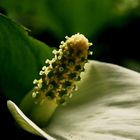 Drachenwurz (Calla palustris L.)