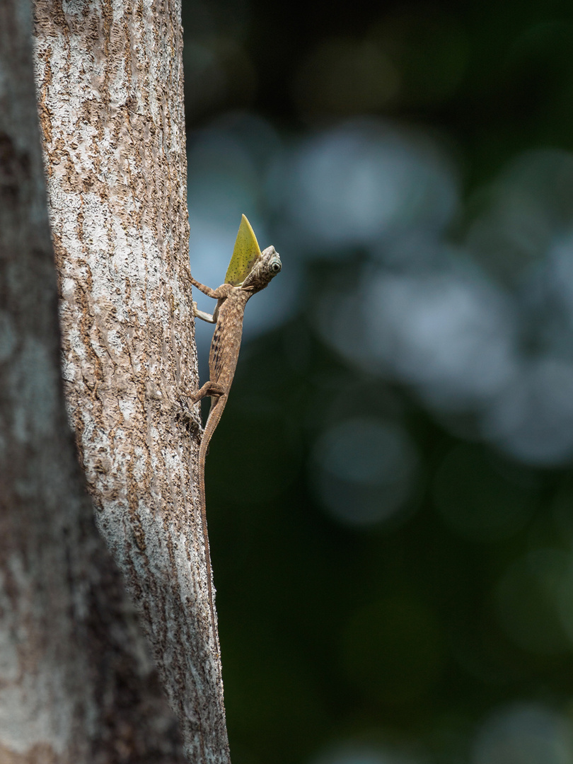 Draco sumatranus