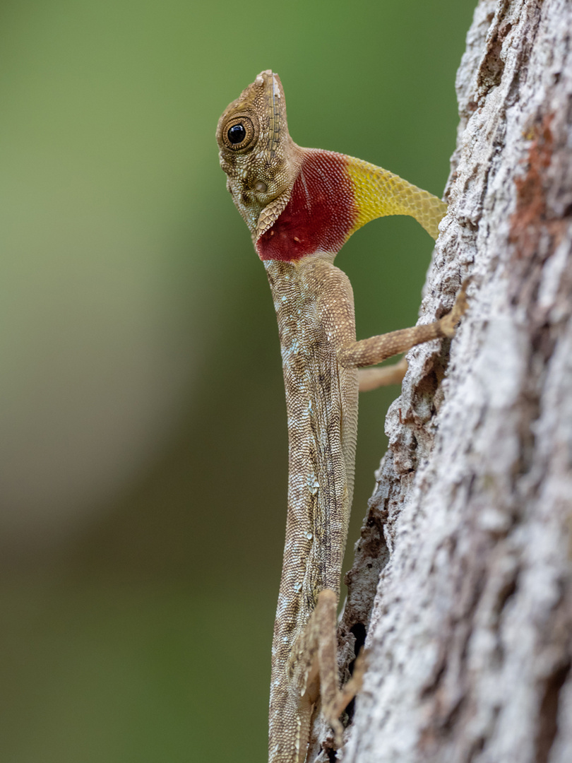 Draco taeniopterus