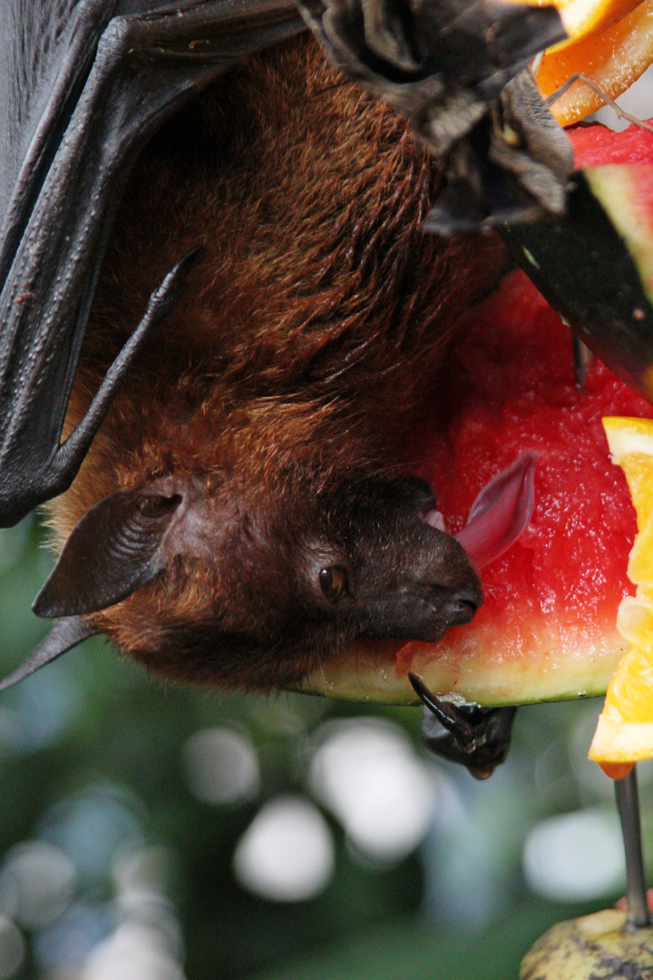 "Dracula, go veggie!"