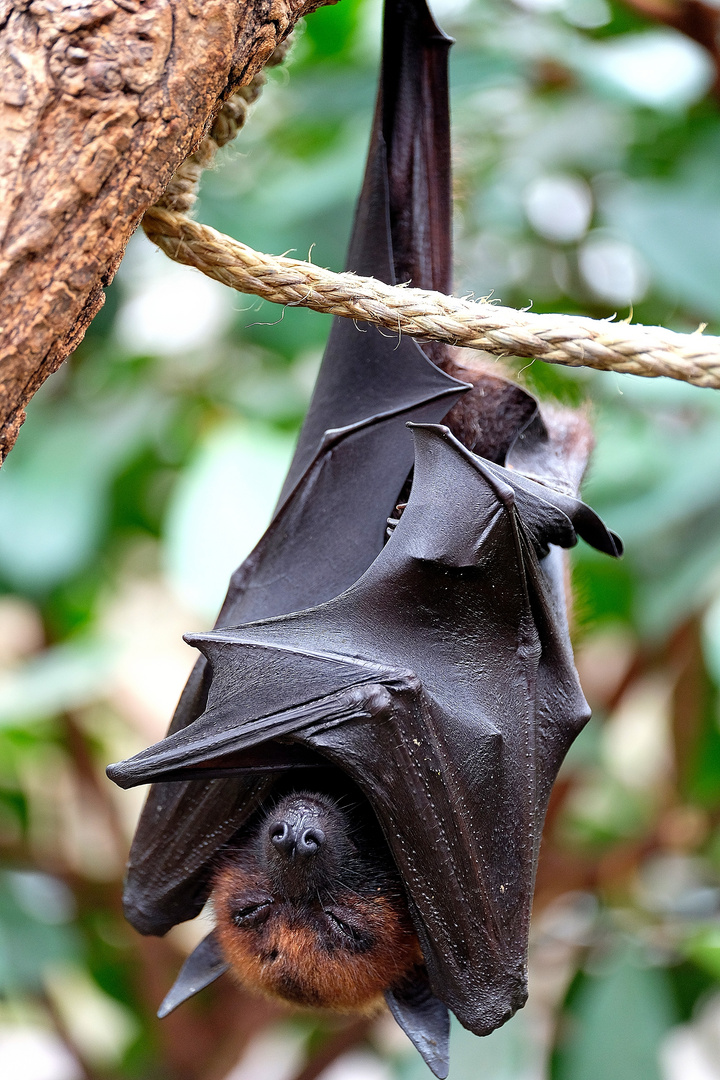 Dracula zu Besuch in der Wilhelma