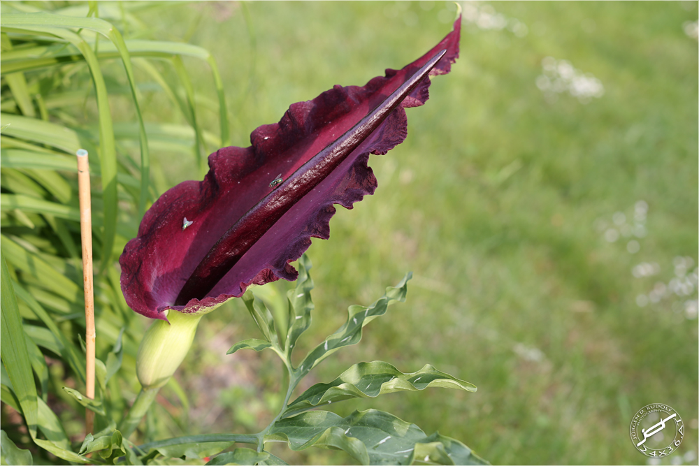 Dracunculus vulgaris