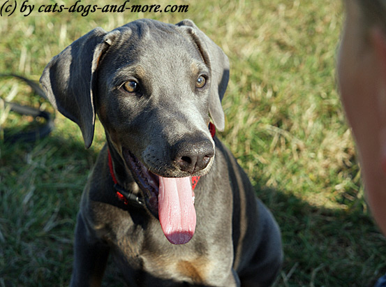 Draga - blue Dobermann