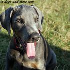 Draga - blue Dobermann