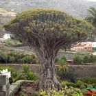 DRAGO MILENARIO DE ICOD DE LOS VINOS (TENERIFE)