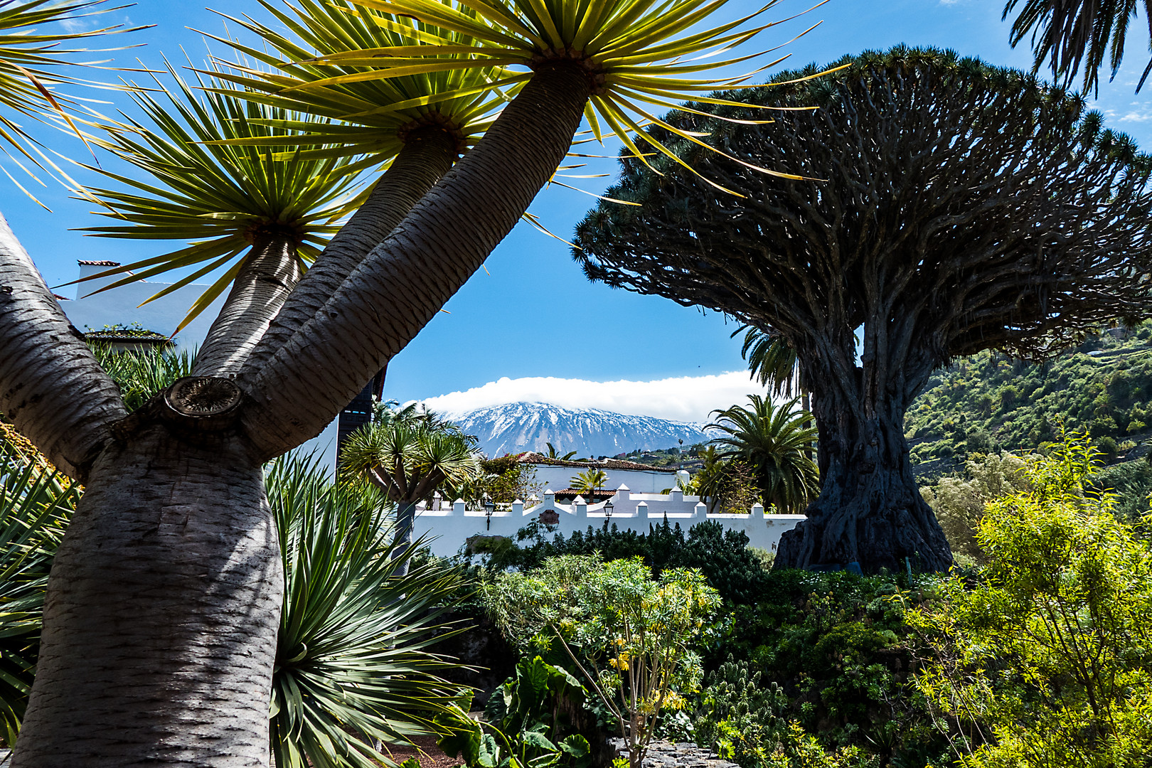 Drago Milenario – der „Tausendjährige“ Drachenbaum von Icod de los Vinos, Teneriffa