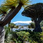 Drago Milenario – der „Tausendjährige“ Drachenbaum von Icod de los Vinos, Teneriffa