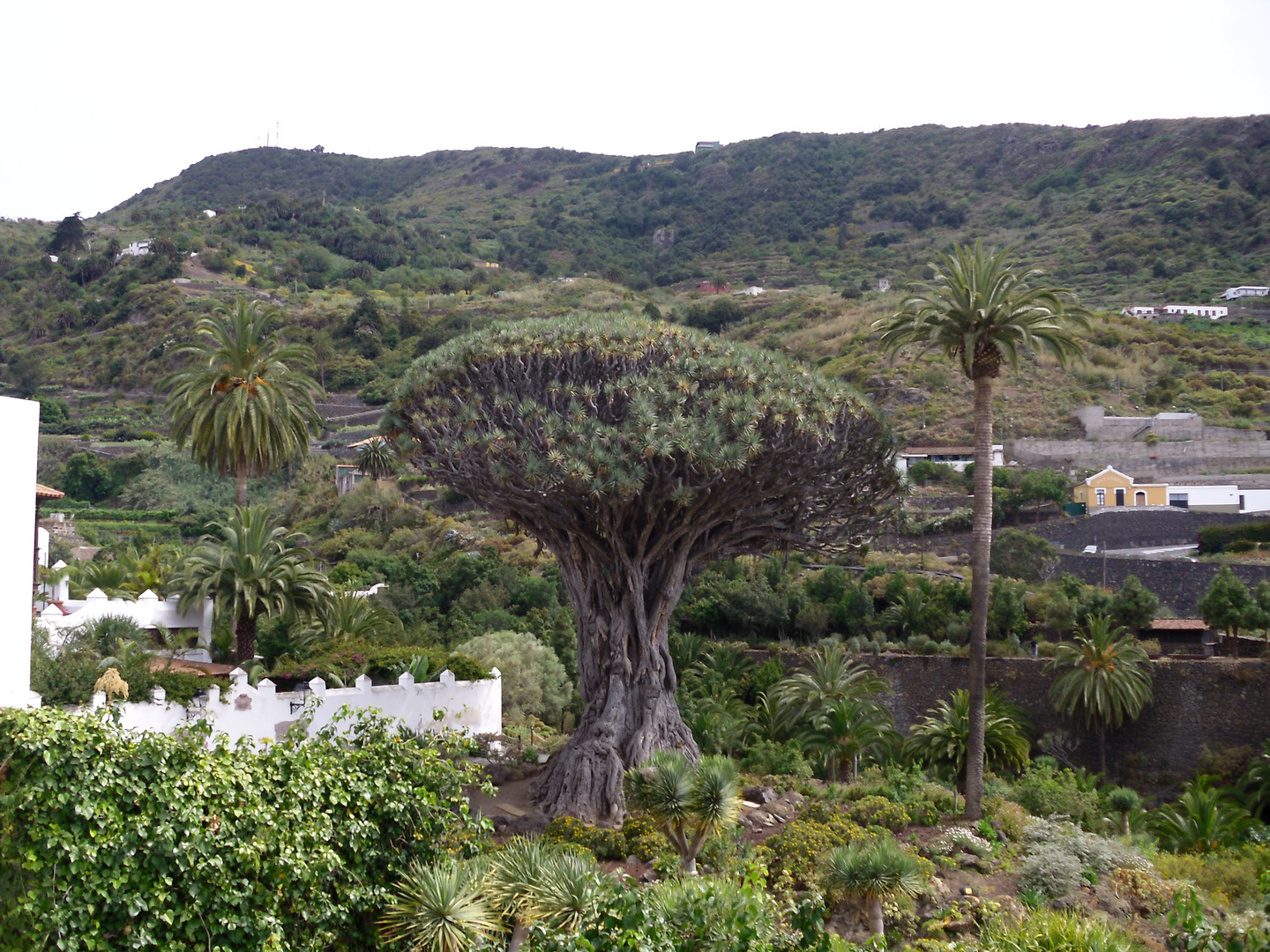 "Drago Milenario" (Drachenbaum) in Icod de los Vinos auf Teneriffa 2010