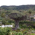 "Drago Milenario" (Drachenbaum) in Icod de los Vinos auf Teneriffa 2010