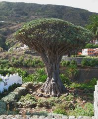 Drago Milenario (Icod de los Vinos, Teneriffa)