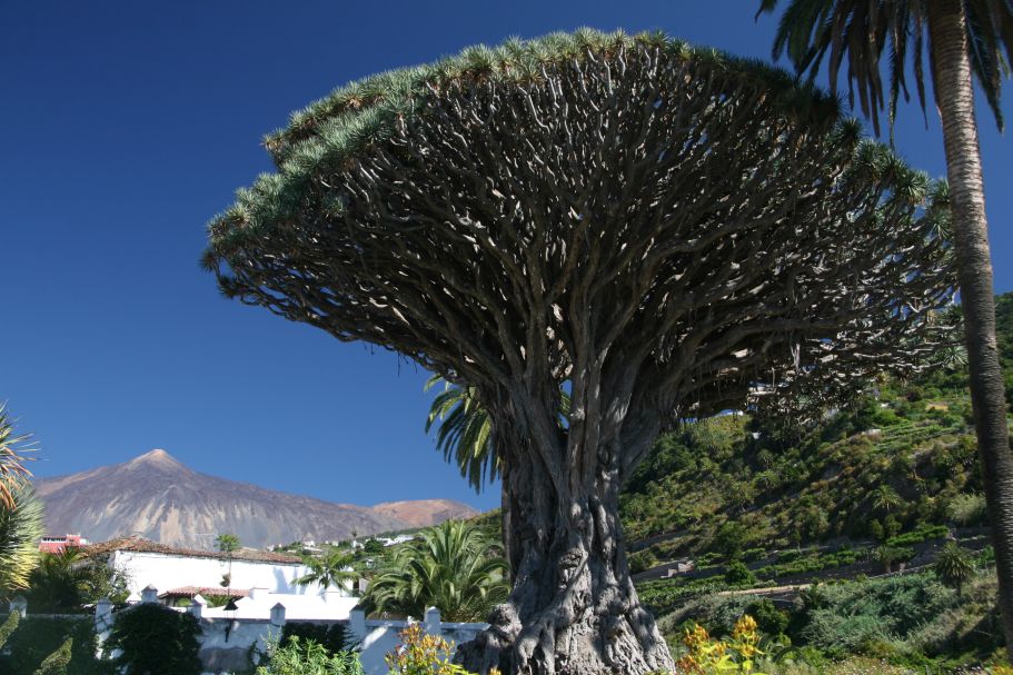 Drago Milenario mit Teide