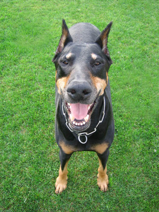 Drago - unser Dobermann