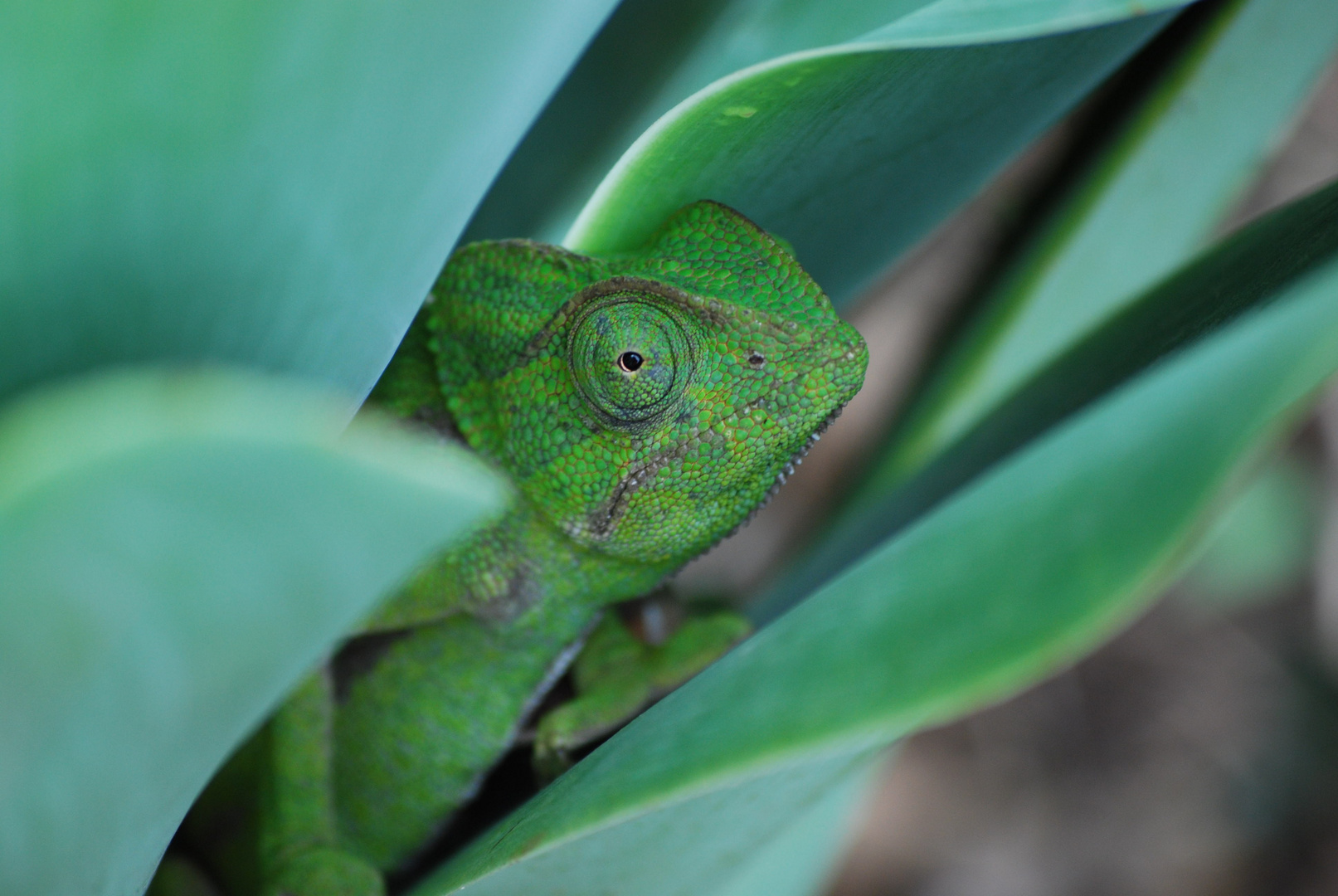 Dragón Andaluz Camuflado