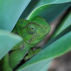 Dragón Andaluz Camuflado