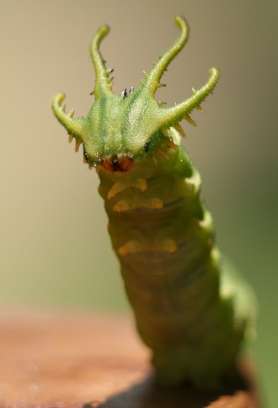 --== "Dragon" Caterpillar ==--