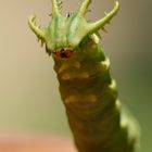 --== "Dragon" Caterpillar ==--