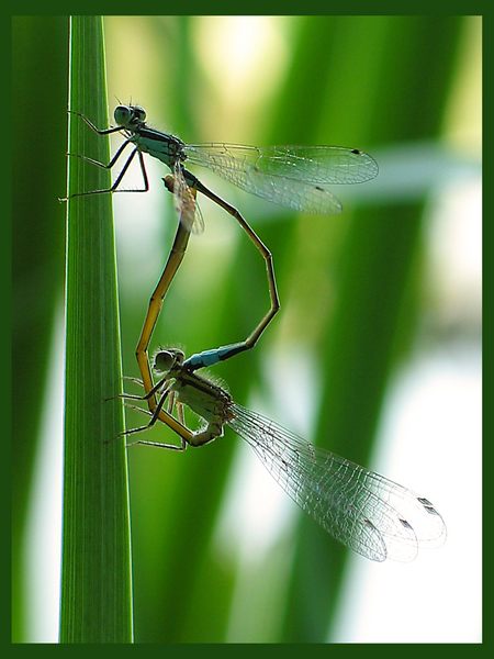 Dragon Flies