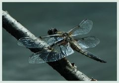 - Dragon Fly -