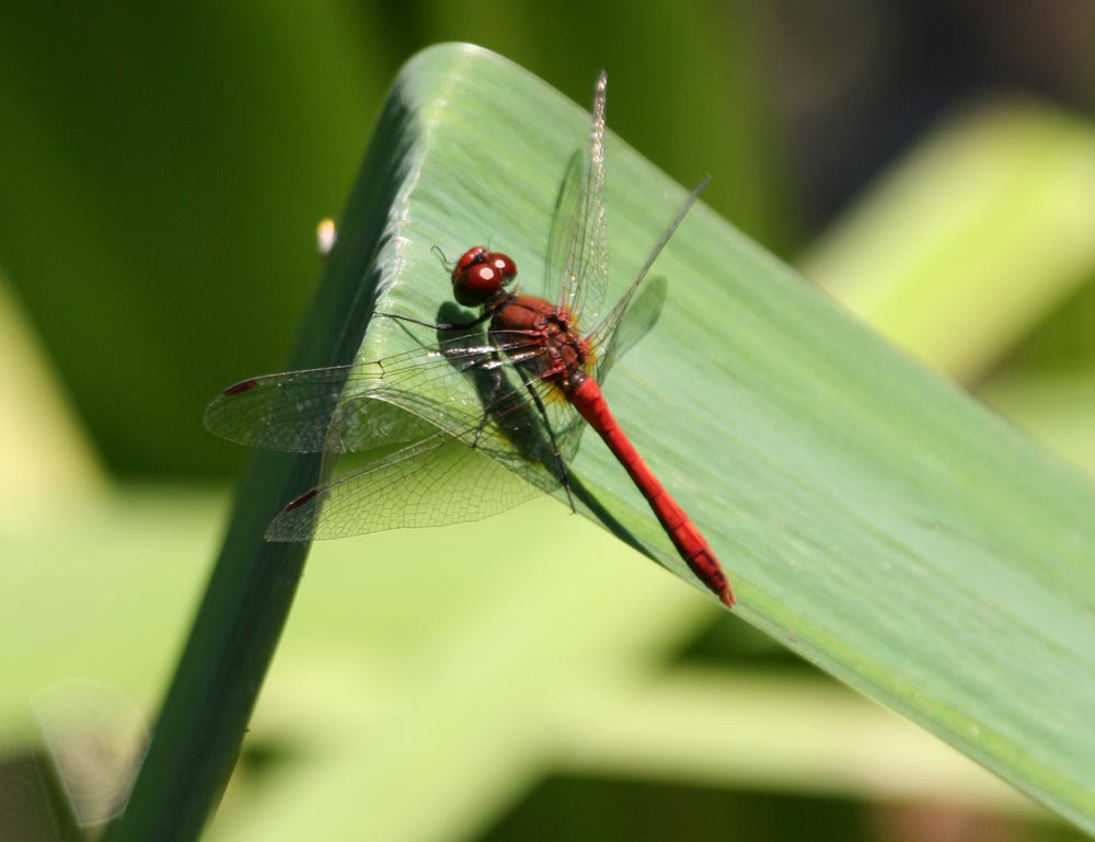 Dragon Fly